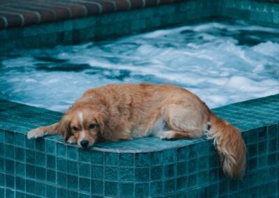 Dog lying in edge of hot tub